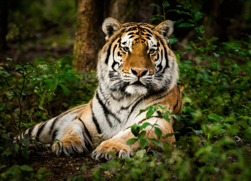 Mysore to Wayanad – 2 Days Tour Package
