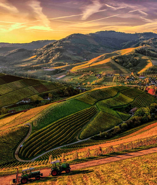 Ooty